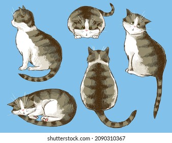 Sketch collection of funny tabby cats, hand-drawn.	
