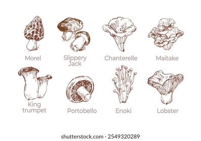 Coleção de esboço de vários cogumelos comestíveis, desenhado à mão ilustrações