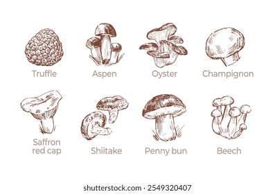 Sketch collection of various edible mushrooms, hand drawn illustrations