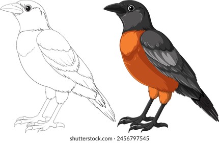 Esbozo e ilustración en color de un pájaro lado a lado.