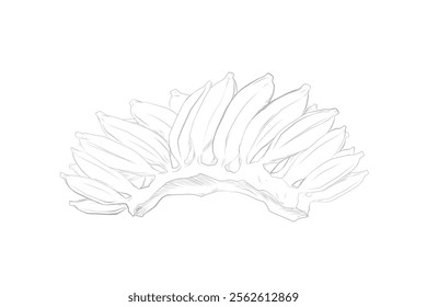 sketch of a comb of bananas on a white background