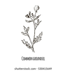 Sketch of Common groundsel. Hand drawn botanical vector illustration