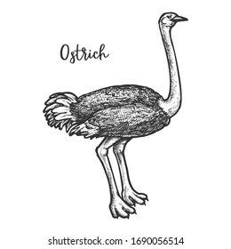 Sketch of common, Somali, Asian ostrich. Hand drawn biggest flightless bird. Struhio animal with feather. Biology book illustration or zoo theme, vintage or retro mascot, tattoo. Ornithology