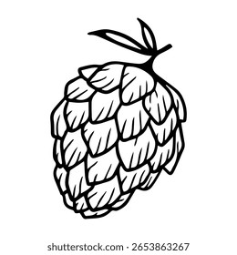 esboço de um cone de lúpulo de cerveja em um fundo branco