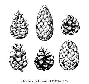 Sketch of cones. Hand drawn illustration converted to vector