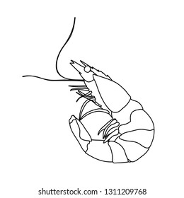  sketch, contour shrimp