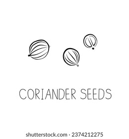 Sketch Coriander seeds Simple Vector Illustration in Doodle Style