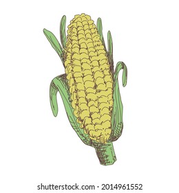 Sketch of corn contour drawing isolated on white background, stock vector illustration, for design and decoration, sticker, template, vintage, banner, vegetables