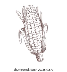 Sketch of corn contour drawing isolated on white background, stock vector illustration, for design and decoration, sticker, template, vintage, banner, vegetables