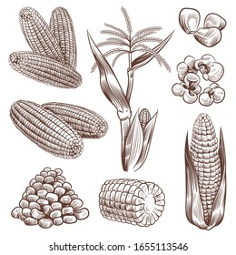 Sketch corn  Hand drawn vintage drawing cereal plants agriculture maize  healthy corn cob   grains  popcorn for fast food packaging  menu vector engraving set