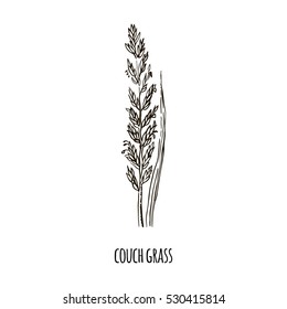 Sketch of Couch grass. Hand drawn botanical vector illustration