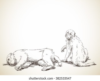 Sketch of couple of monkey, Hand drawn illustration