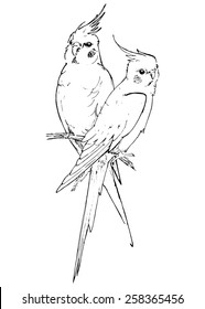 Sketch couple parrots on branch