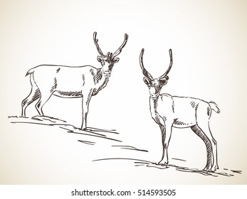 Sketch of couple reindeer Hand drawn vector illustration