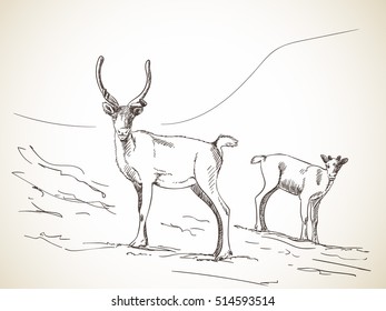 Sketch of couple reindeer on Lapland landscape background Hand drawn vector illustration