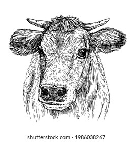 Sketch Cow closeup. Hand drawn realistic cow portrait. Ink illustration