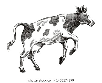 sketch of cow drawn by hand on a white background. livestock. cattle. animal grazing