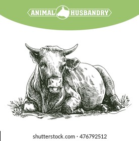 sketch of cow drawn by hand. livestock. cattle. animal grazing