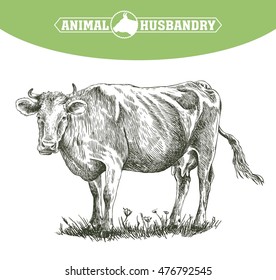 sketch of cow drawn by hand. livestock. cattle. animal grazing