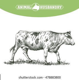 sketch of cow drawn by hand. livestock. cattle. animal grazing