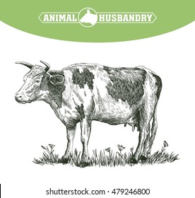 sketch of cow drawn by hand. livestock. cattle. animal grazing