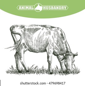 sketch of cow drawn by hand. livestock. cattle. animal grazing