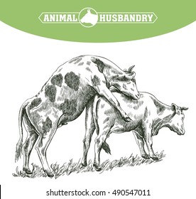 sketch of cow drawn by hand. livestock. cattle. zoogamy