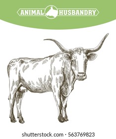 sketch of cow drawn by hand. livestock. cattle. animal grazing