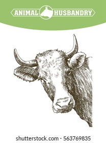 sketch of cow drawn by hand. livestock. cattle. animal grazing