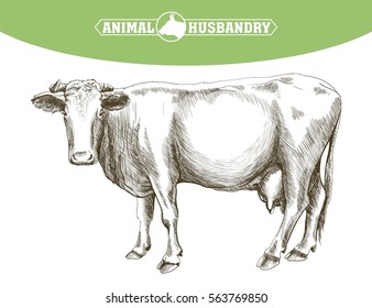 sketch of cow drawn by hand. livestock. cattle. animal grazing