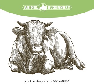 sketch of cow drawn by hand. livestock. cattle. animal grazing