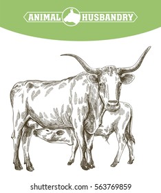 sketch of cow drawn by hand. livestock. cattle. animal grazing