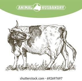 sketch of cow drawn by hand. livestock. cattle. animal grazing