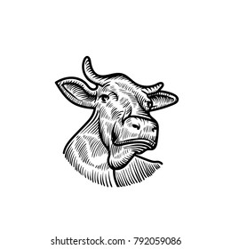 sketch of cow. engraved cow.