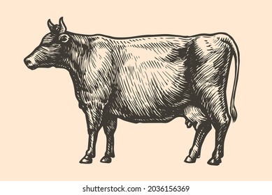 Esbozo de una vaca, dibujado a mano. Dibujo de ganadería, bovino, vectores de animales de granja