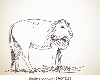 Sketch of cow, Hand drawn vector illustration