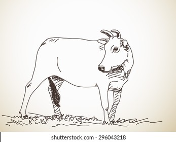 Sketch of cow, Hand drawn vector illustration