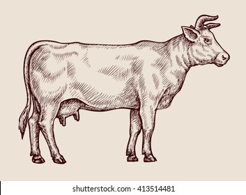 Esbozar vaca. Ilustración vectorial dibujada por mano