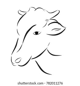 Sketch of Cow Head