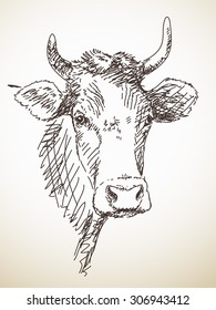 Sketch Of Cow Head, Isolated Vector Illustration, Hand Drawn