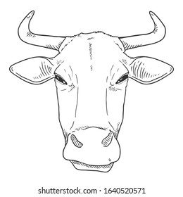 Sketch Cow Head. Vector Cattle Illustration. Front View.
