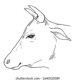 Sketch Cow Head. Vector Cattle Illustration. Side View