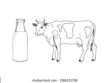 The sketch of a cow standing. Glass bottle of fresh milk. Hand-drawn.