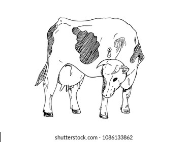 The sketch of a cow standing, the head is lowered down.Hand-drawn.