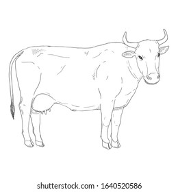 Drawing Continuous Line Buffalo Stock Vector (Royalty Free) 1346377808 ...