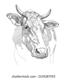 Sketch Cow Vector Illustration Vintage Stock Vector (Royalty Free ...