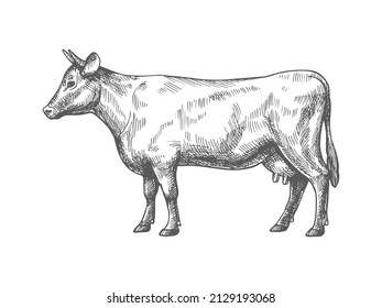 Sketch of a cow. Vector vintage illustration of hand drawn cow sketch isolated on white background.