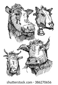 Sketch of cows