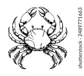 Sketch of a crab with raised claws, on a white background
