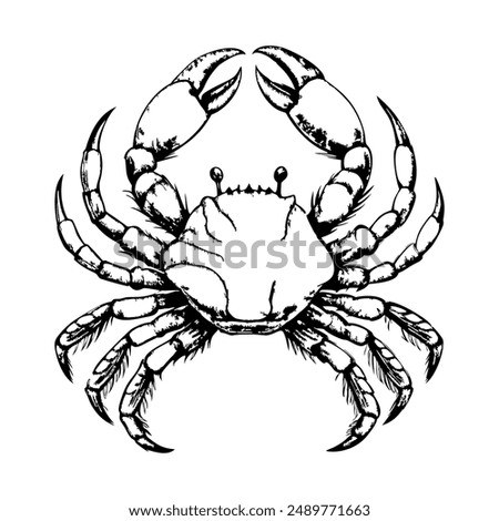 Sketch of a crab with raised claws, on a white background